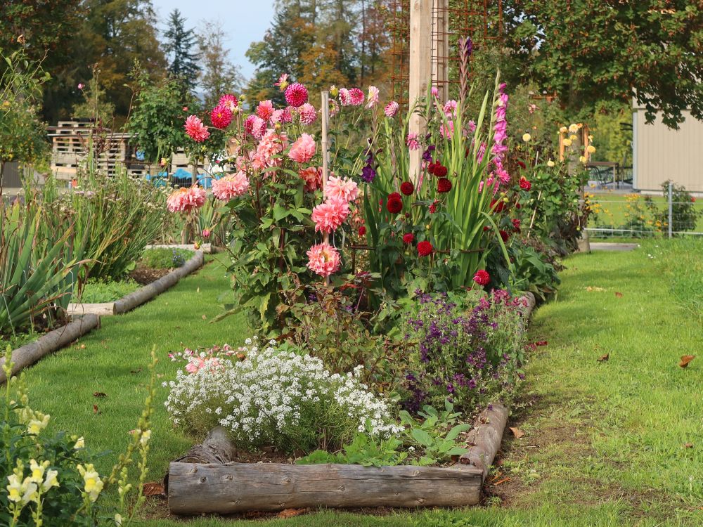 Blumenbeet im Schaugarten