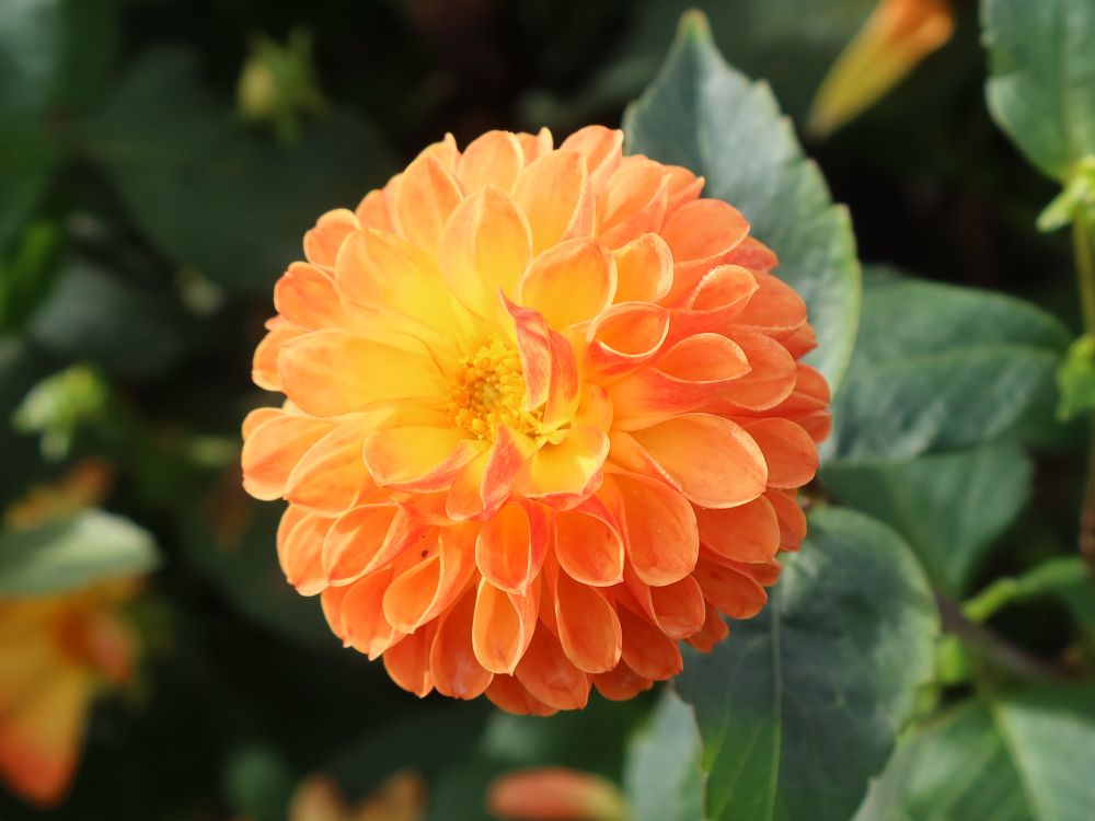Dahlie