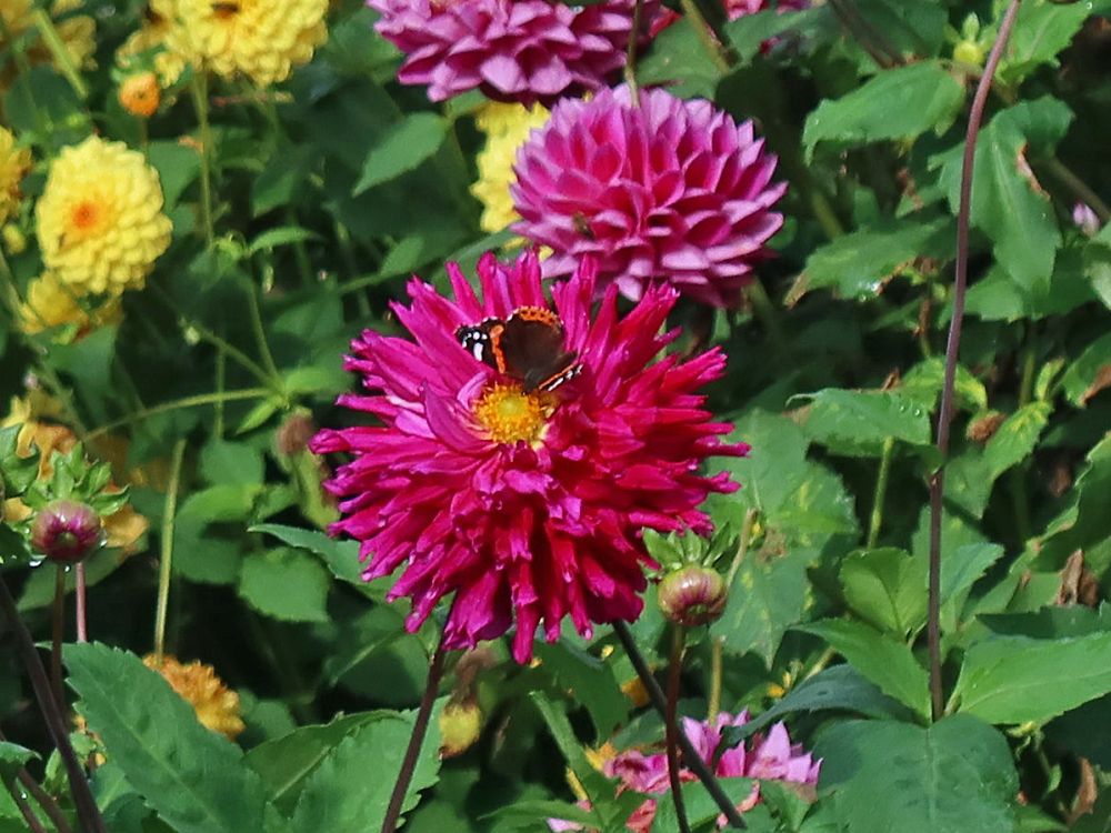 Dahlie mit Schmetterling