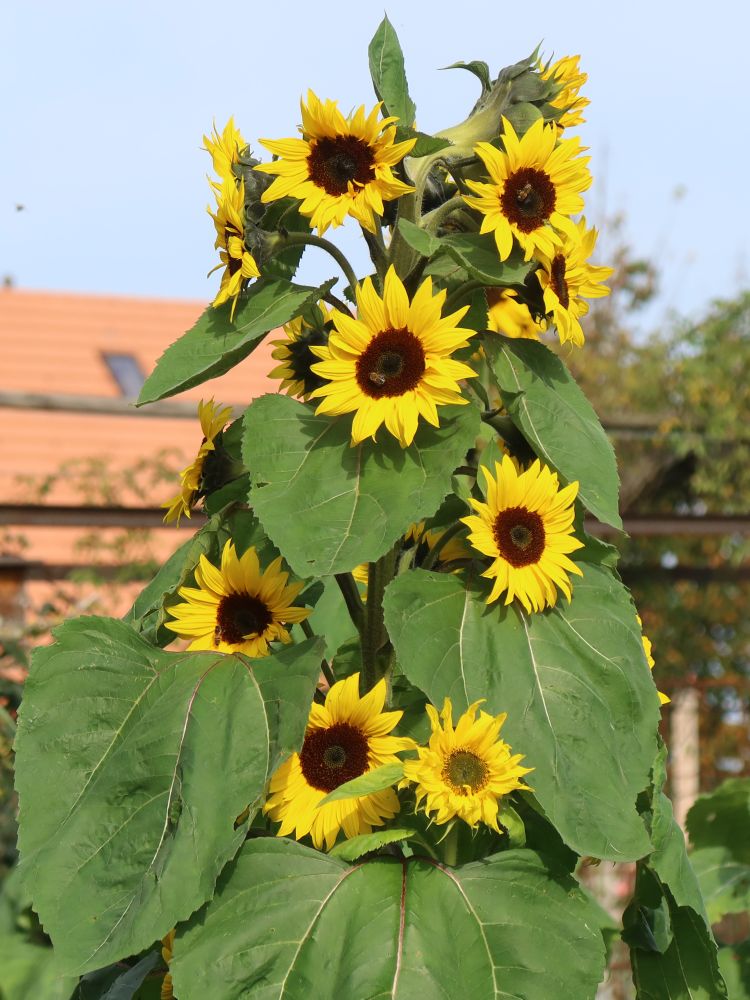 Sonnenblumen