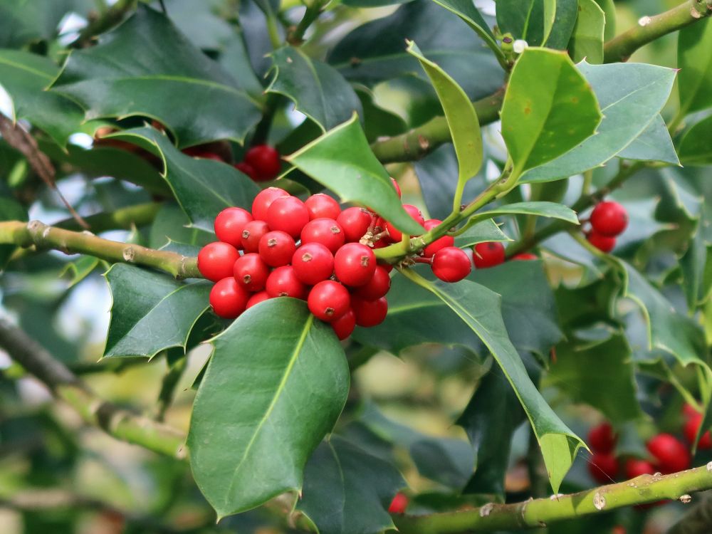 Beeren de Stechpalme