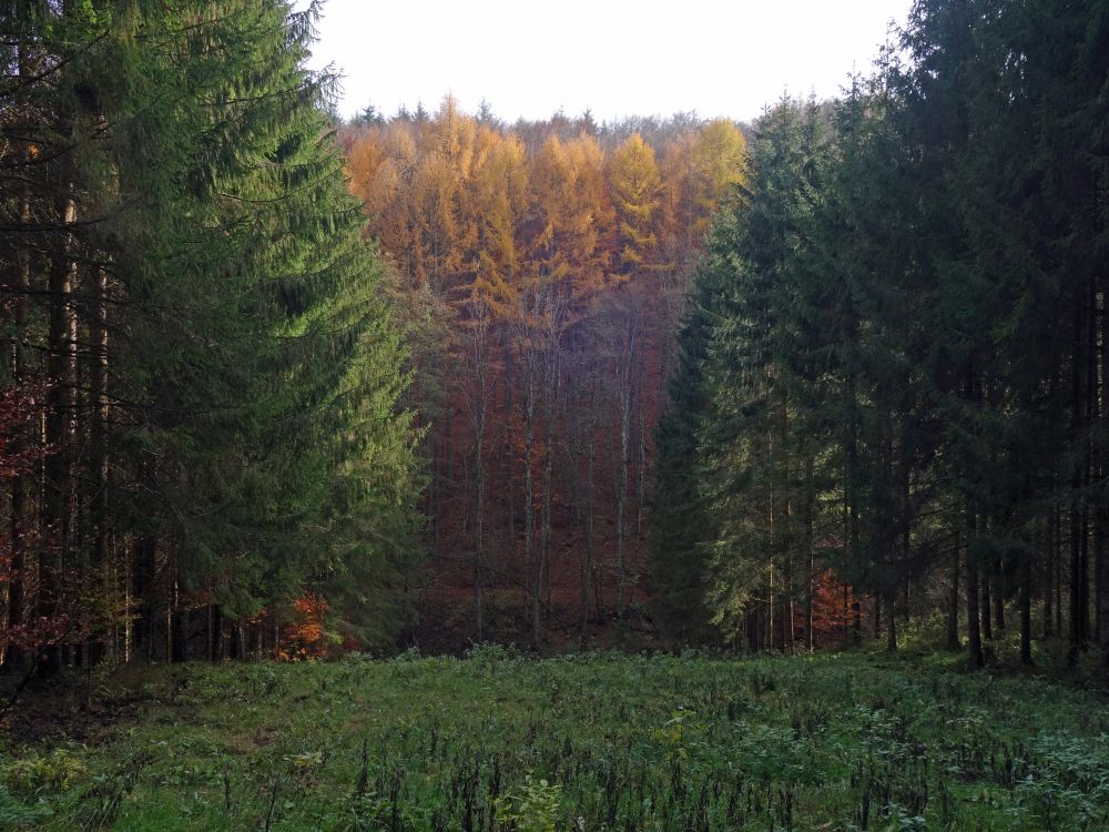 Lärchen im Herbstkleid