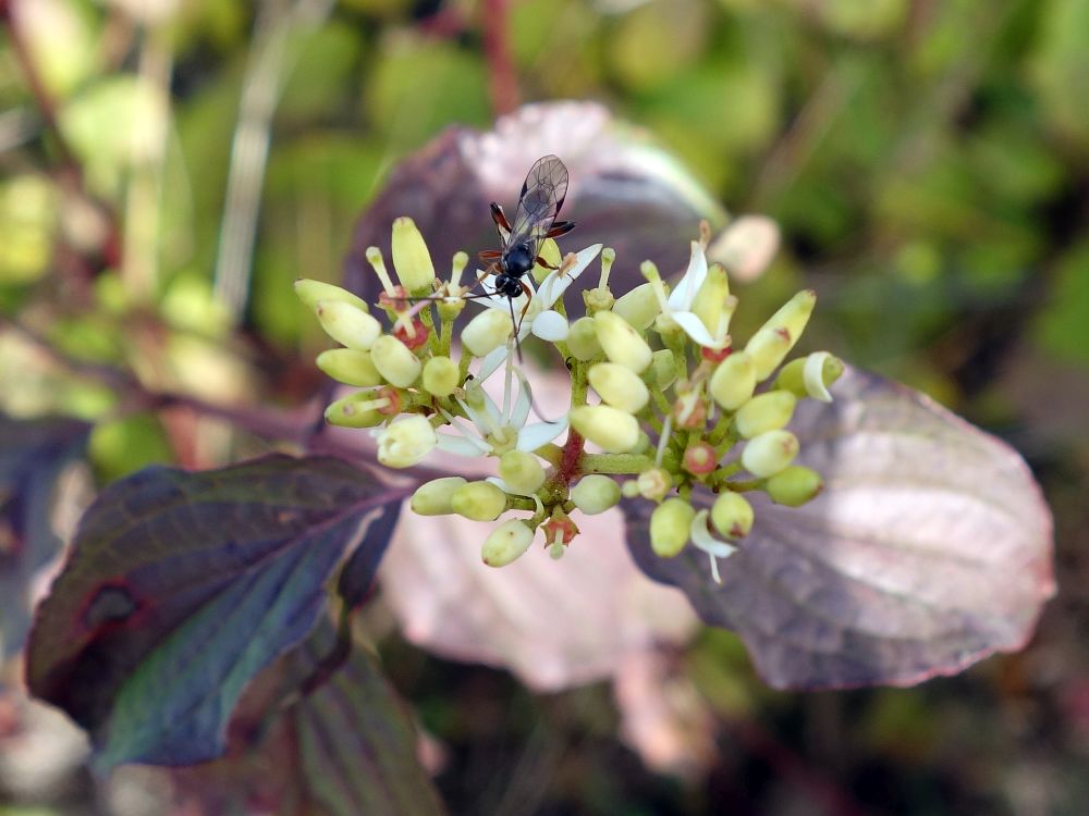 Blüte mit Insekt