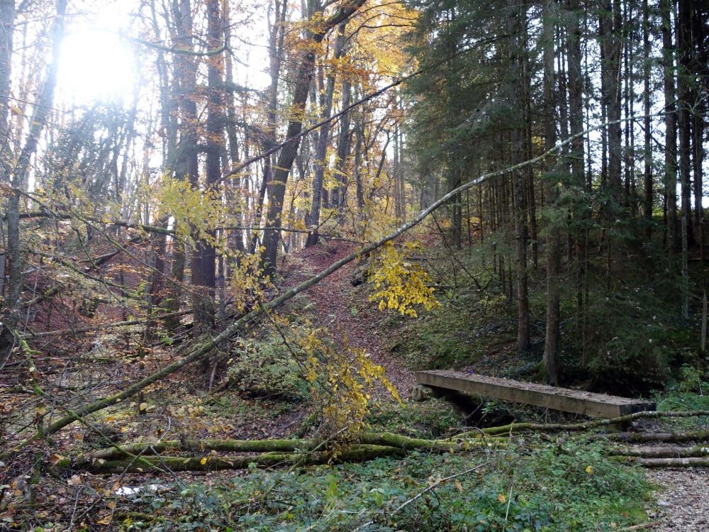 Herbstwald