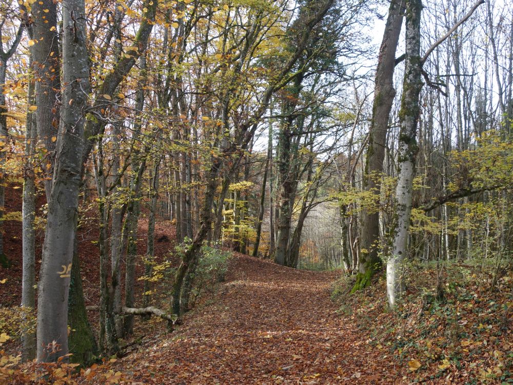 Herbstwald