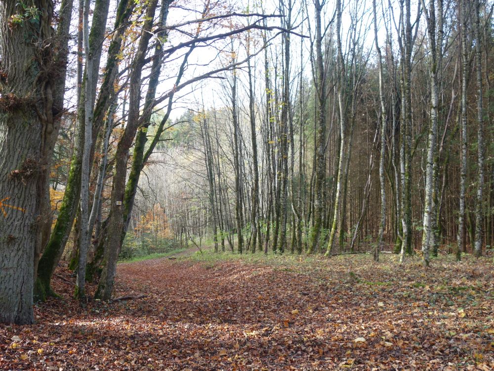 Herbstwald