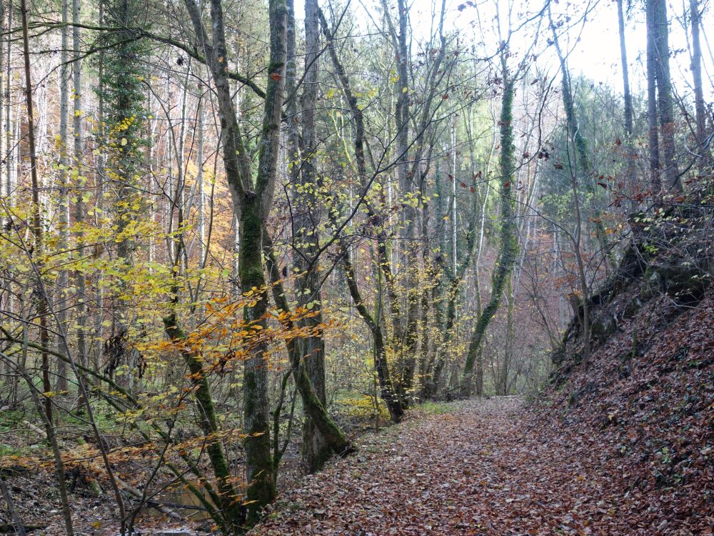 Herbstwald