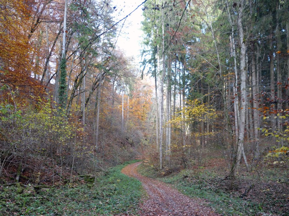 Herbstwald