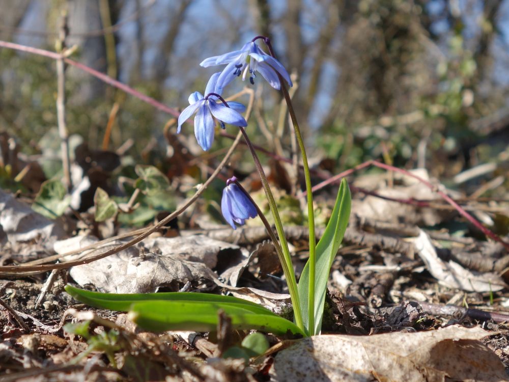 Blausterne