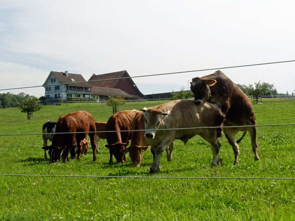 Kuhherde unter Langhalde