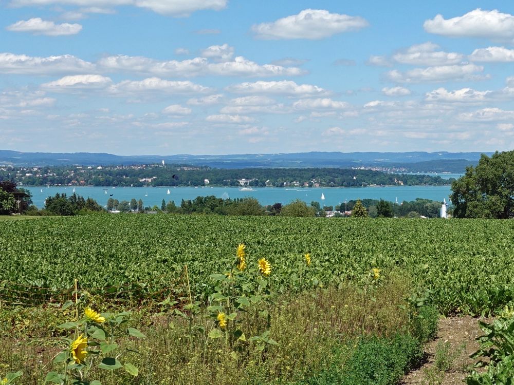 Bodensee und Konstanz