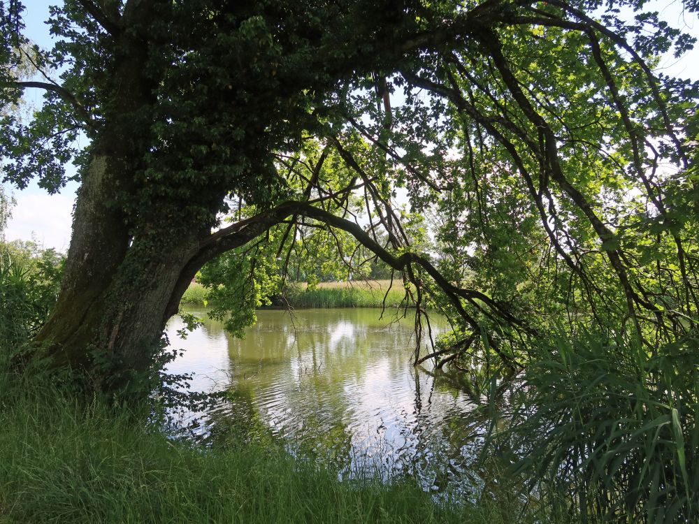 Schübelweiher
