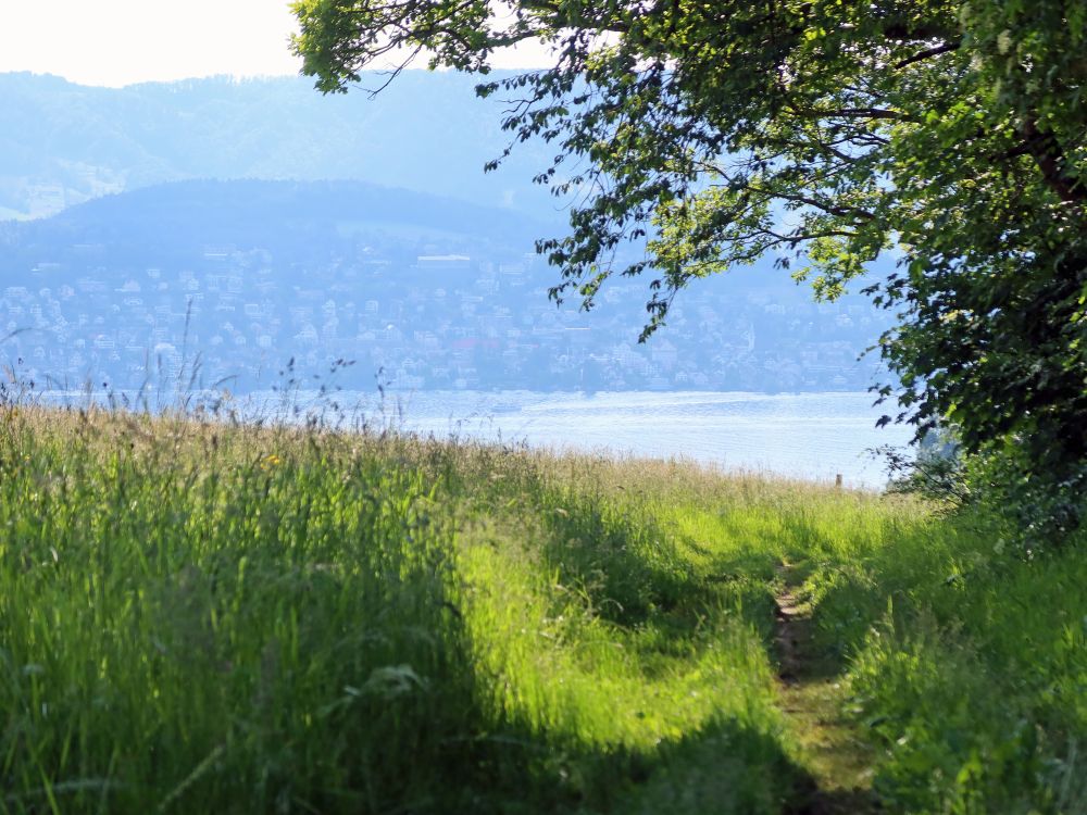 Blück übern Zürichsee