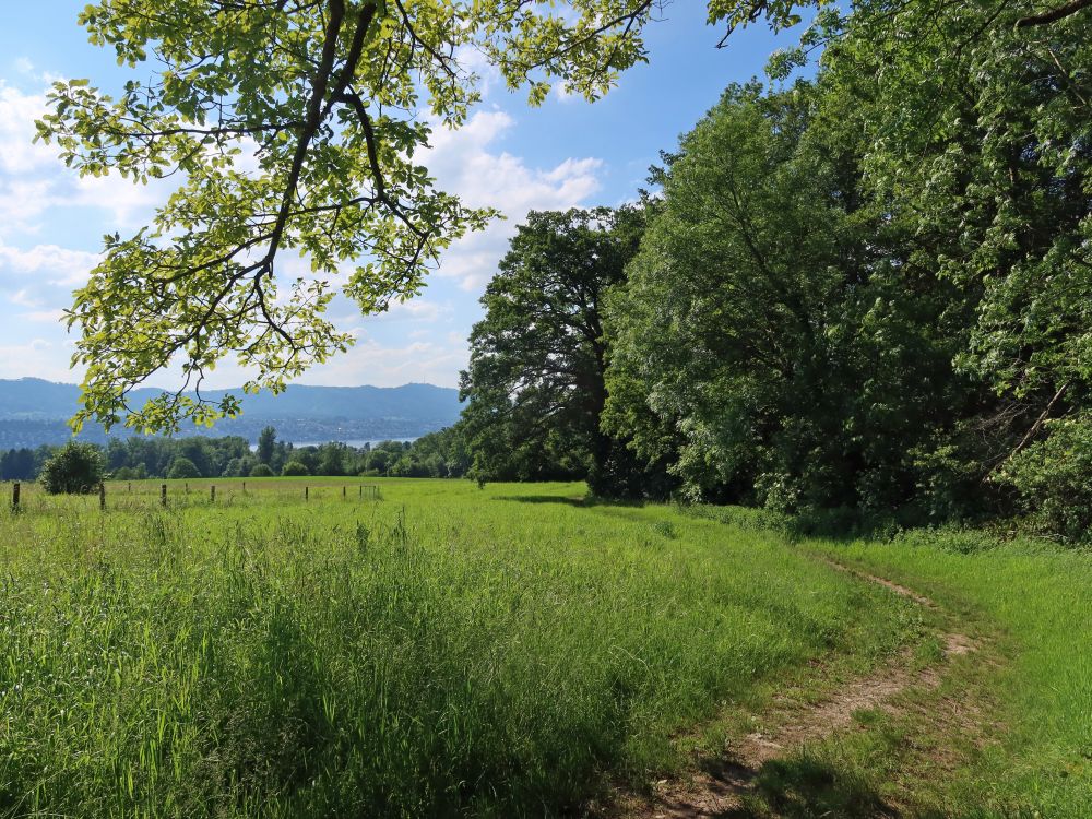 Pfad am Waldrand