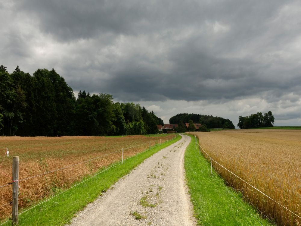 Wolken über dem Kornfeld