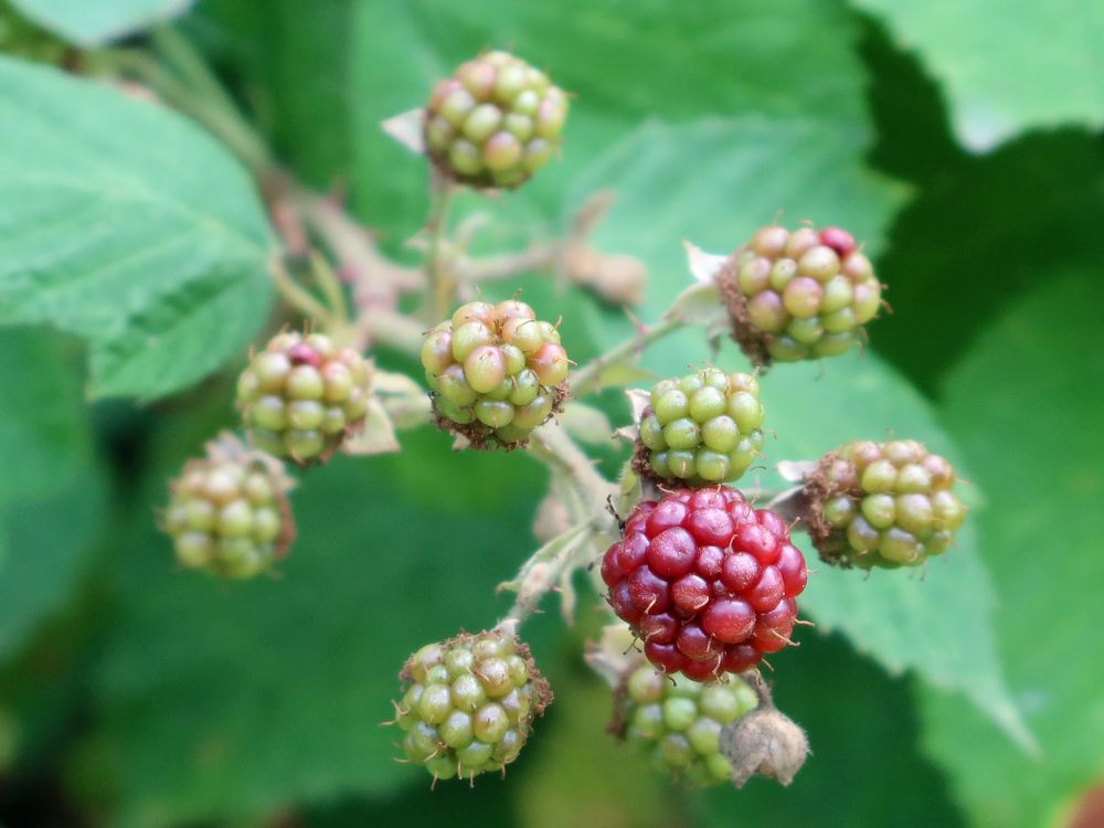 unreife Brombeeren