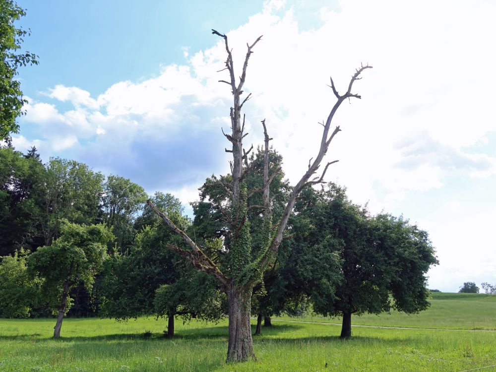toter Baum