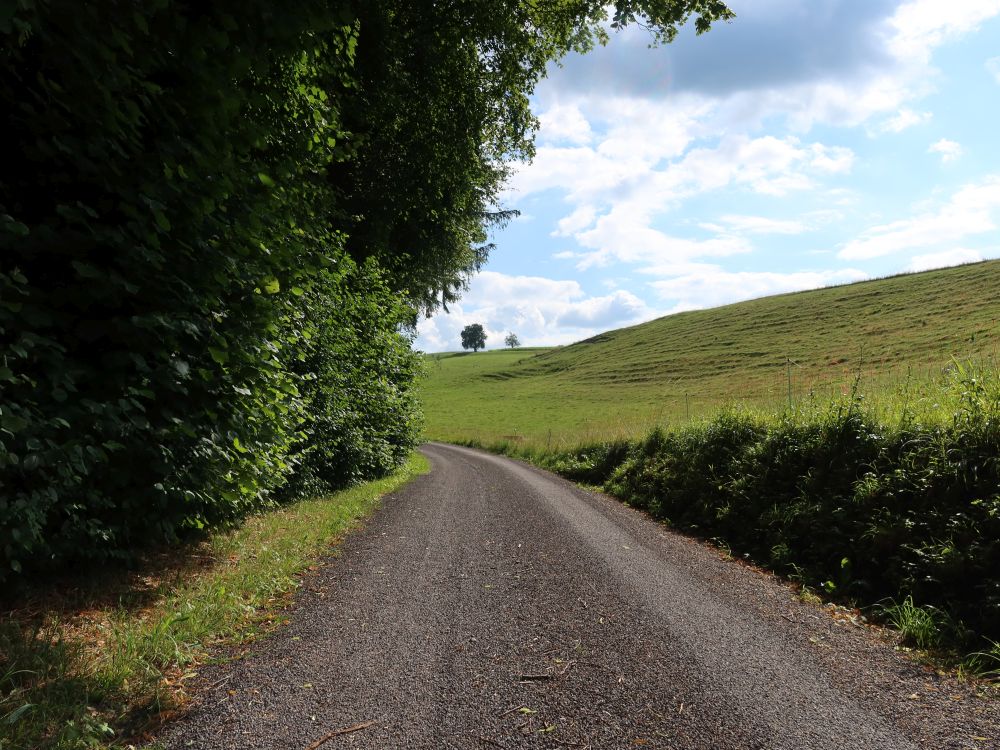 Weg am Waldrand
