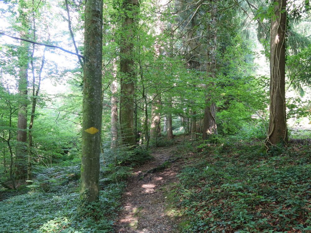 Waldpfad