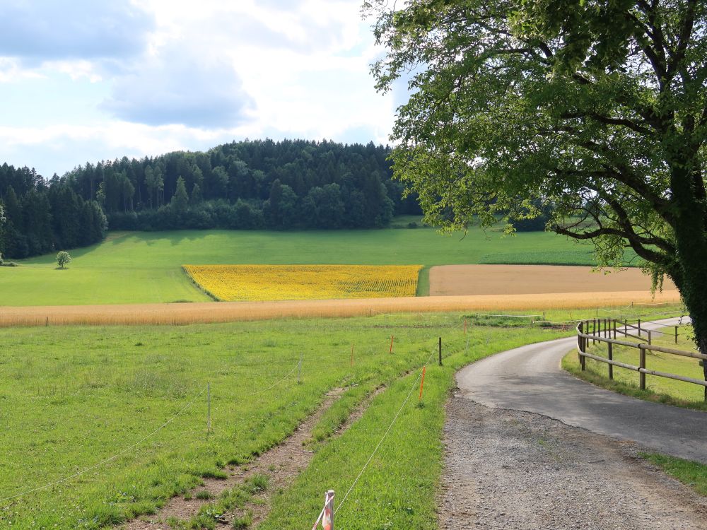 Weiertal