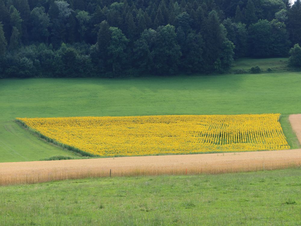 Sonnenblumenfeld