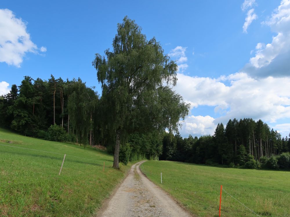 Weg bei Grütweid