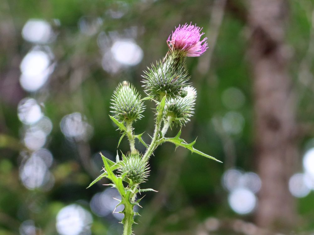 Kratzdistel