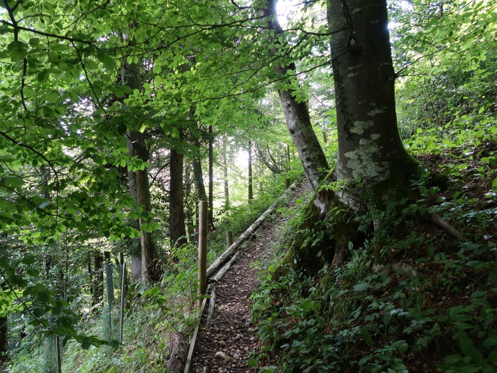 Bergpfad