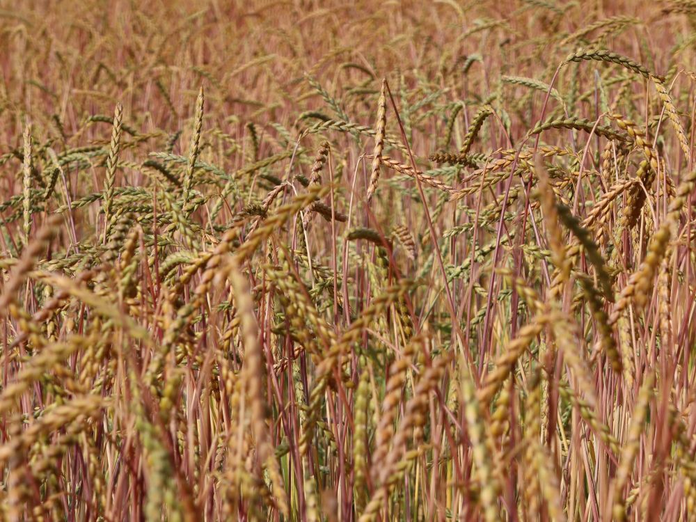 Kornfeld