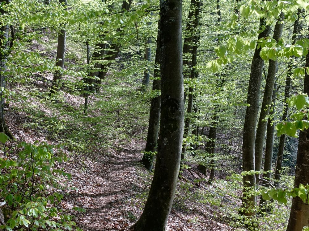 Pfad Richtung Marienschlucht