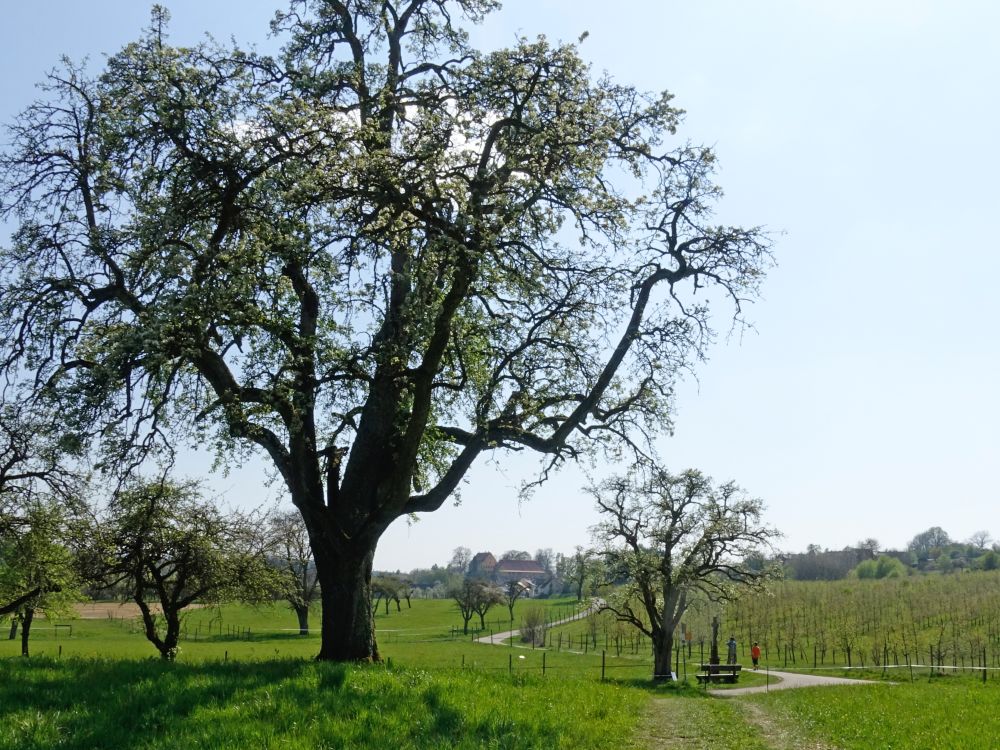 Blick Richtung Langenrain