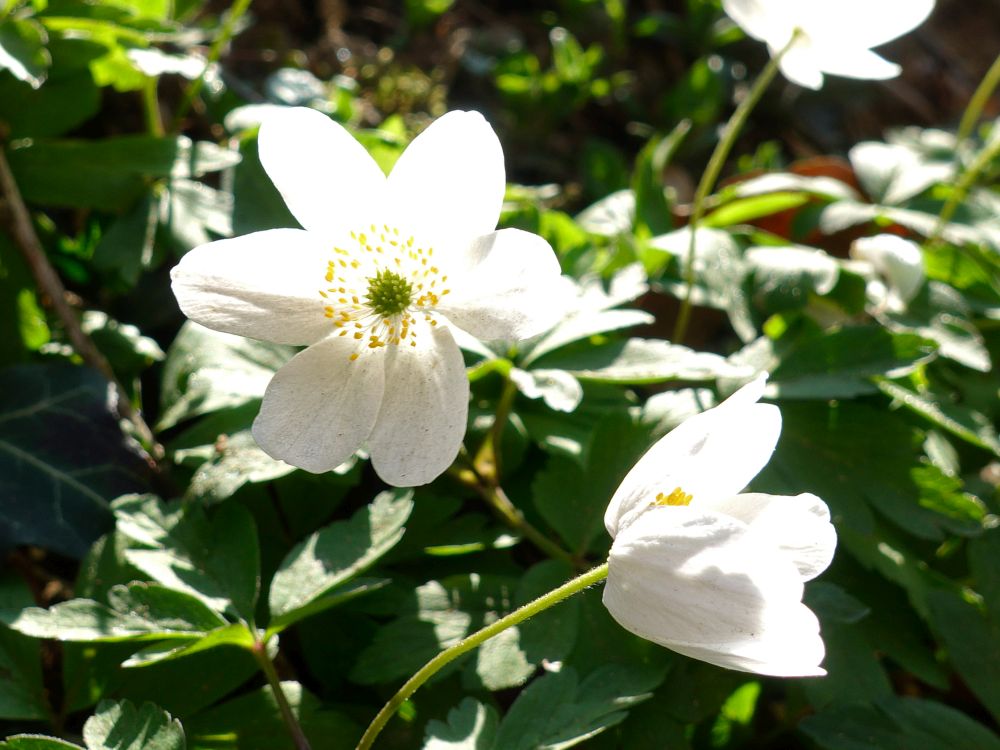 Blüte Anemone