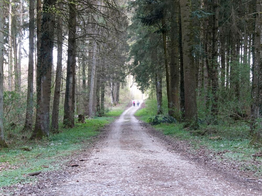 Waldweg