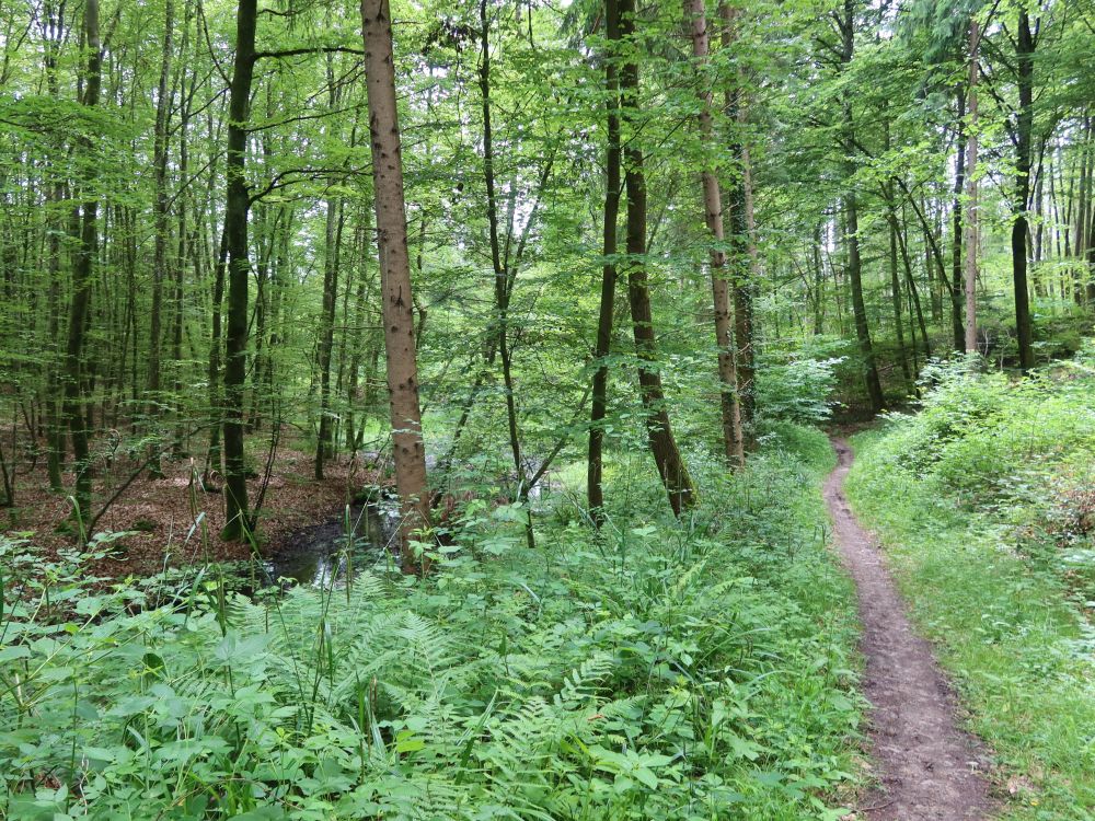 Waldpfad