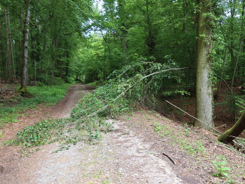 Sturmschaden