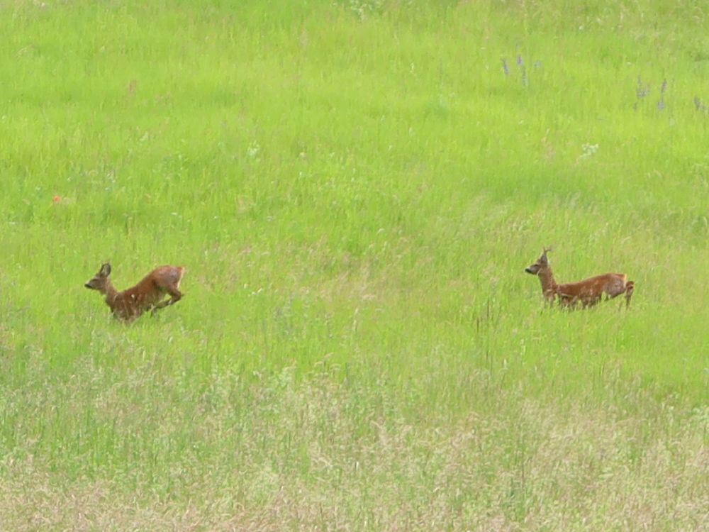 Rehe