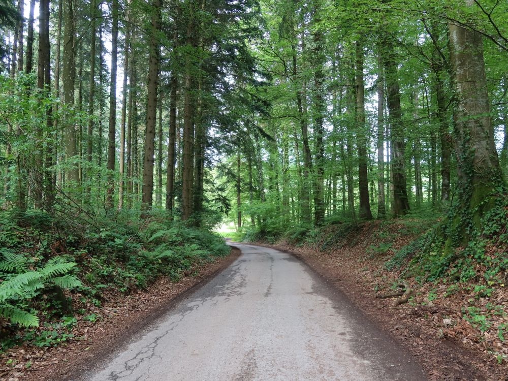 Waldsträsschen