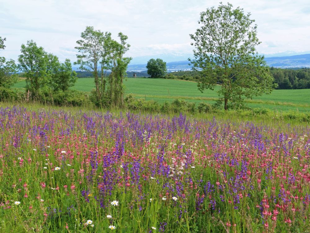 Blumenwiese und Säntis