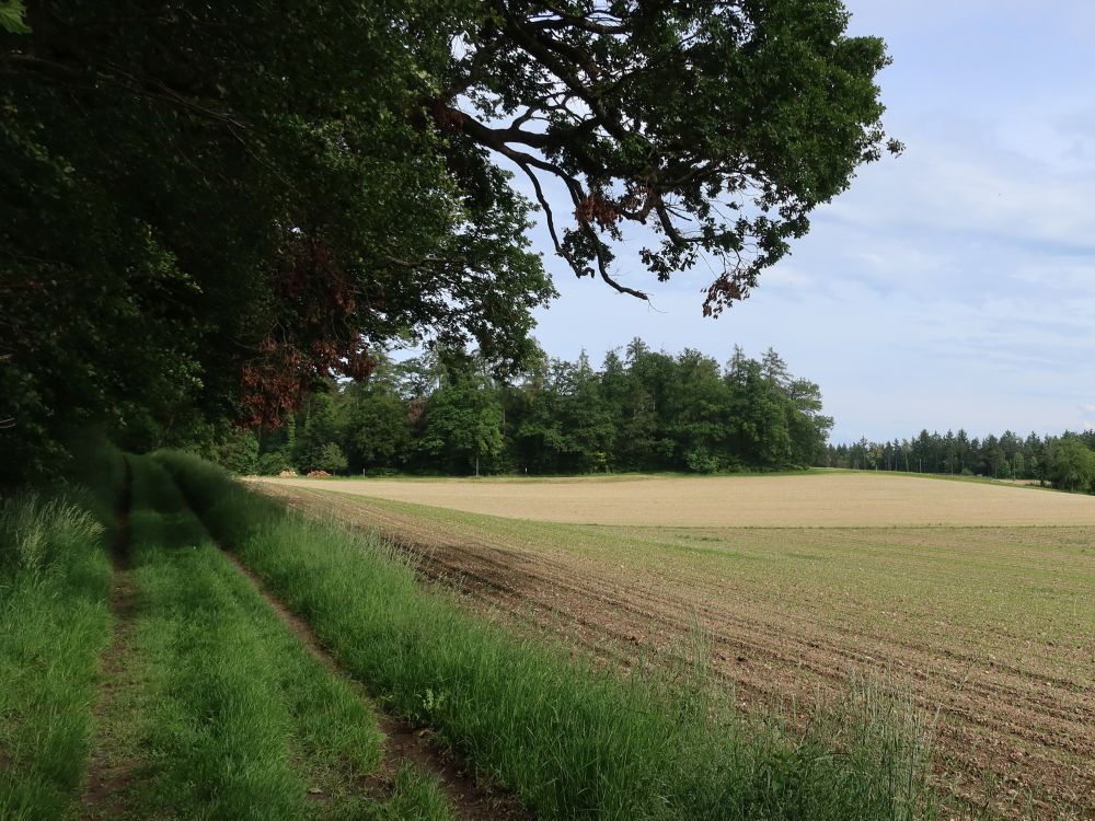 Weg am Waldrand