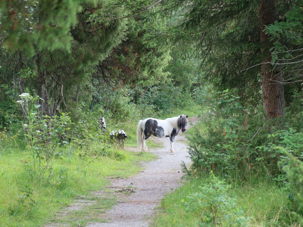 Pferd auf dem Uferweg