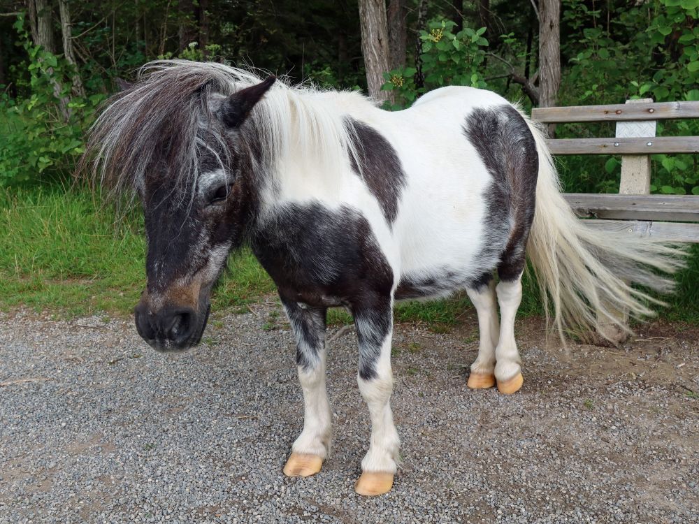 Pferd auf dem Uferweg