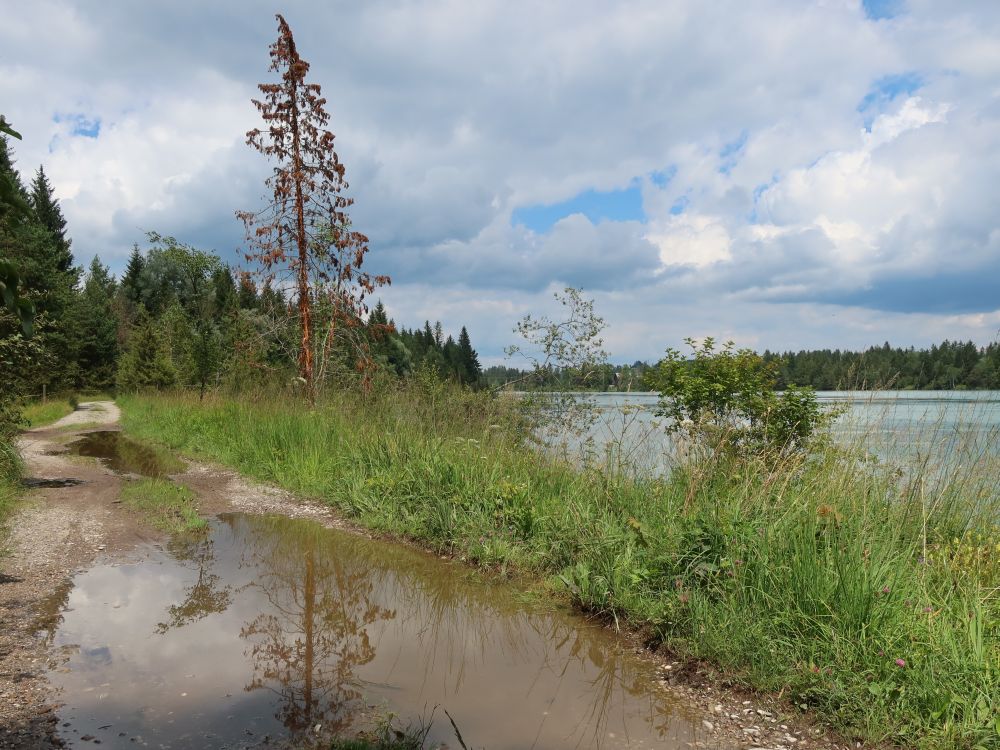 Pfütze mit Spiegelung