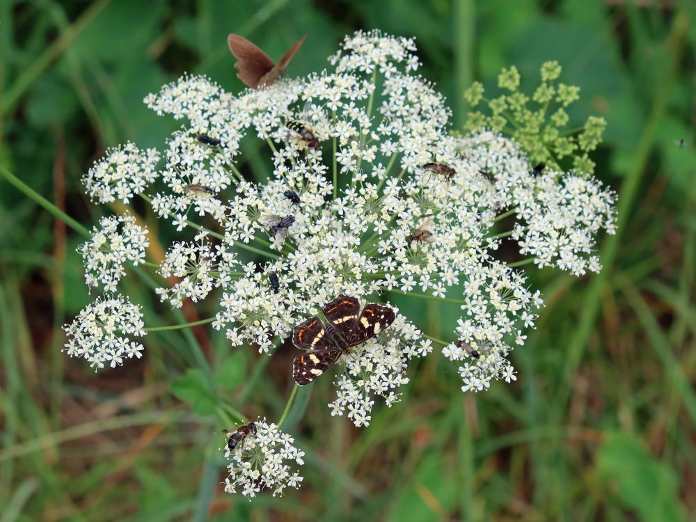 Schmetterlinge Brauner Waldvogel und Landkärtchen auf Laserkraut