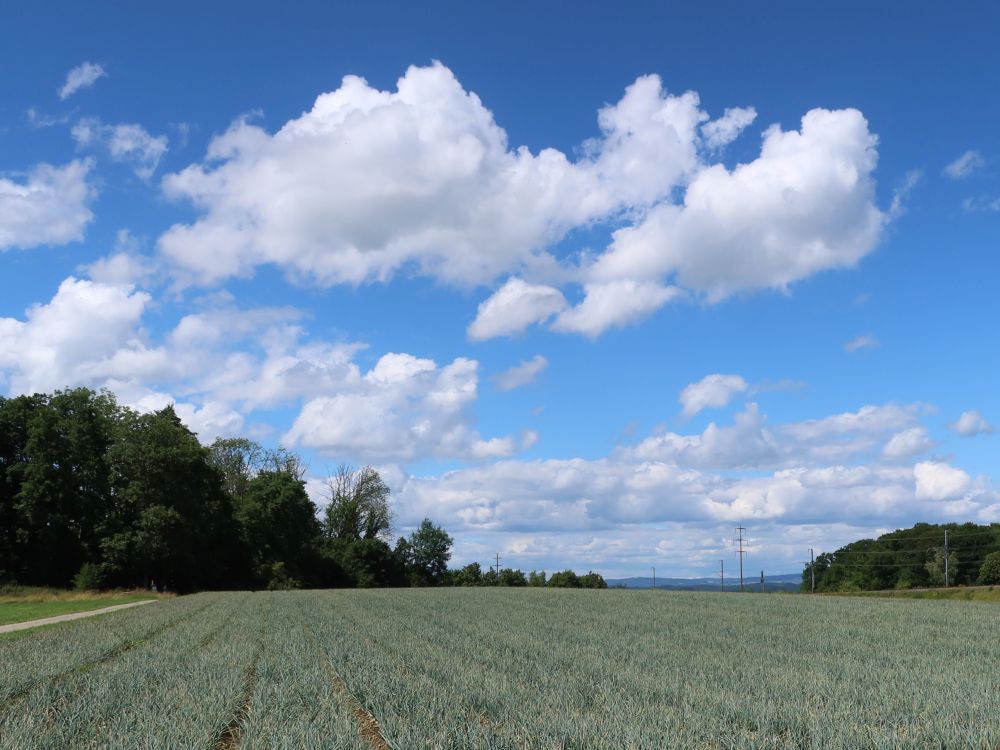 Zwiebelfeld und Wolken