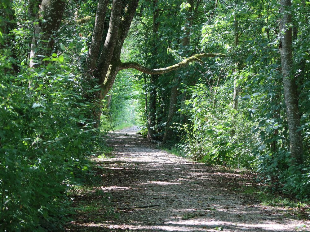 Weg am Groossweier
