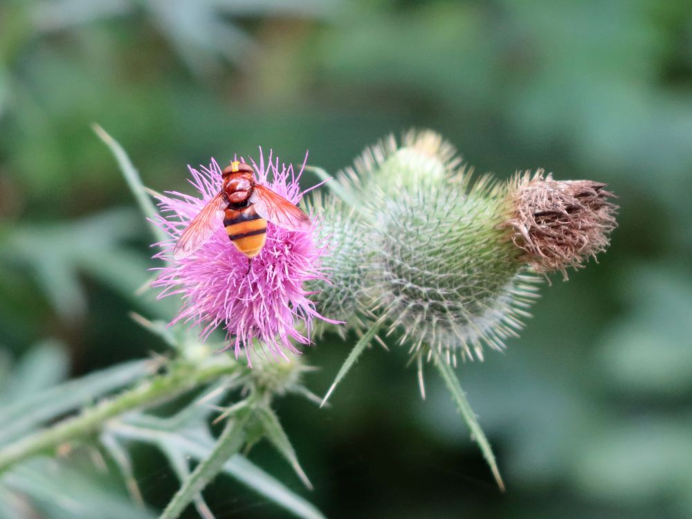 Hornissenschwebfliege auff Distel