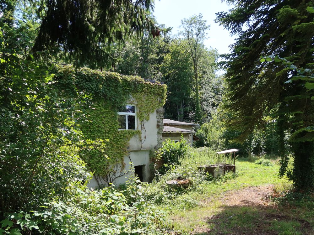 überwuchertes Haus