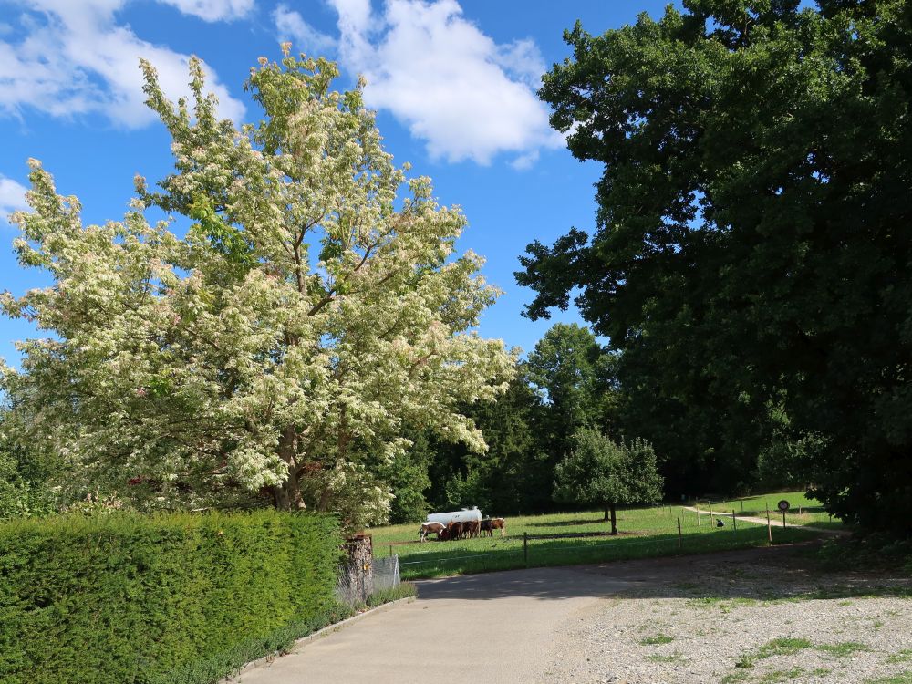 Baum mit hellen Blättern