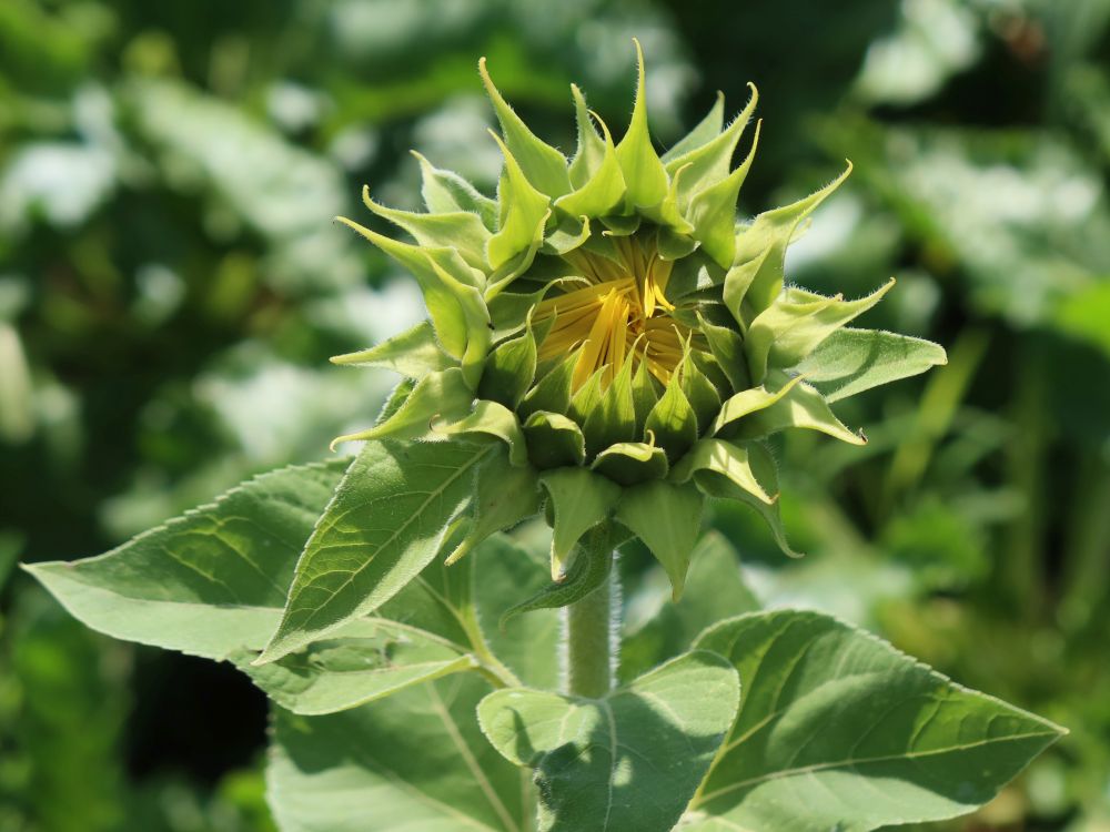 Sonnenblume