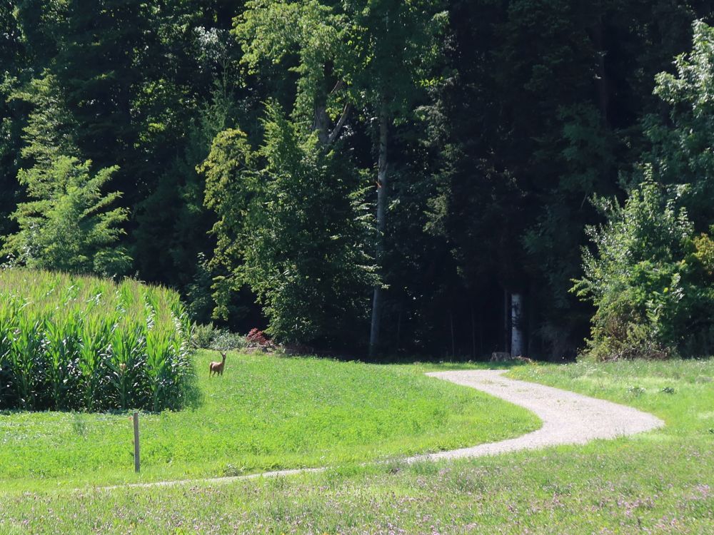 Reh am Maisfeld